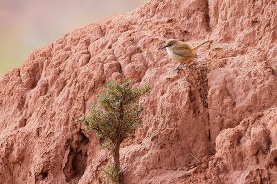 STRAIGHT-BILLED EARTHCREEPER - Ochetorhynchus ruficaudus -.jpg