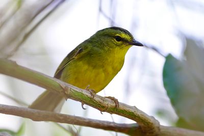TWO-BANDED WARBLER - Myiothlypis bivittata - DUBBELBANDZANGER - PARULINE RUBANÉE