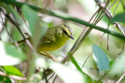 TWO-BANDED WARBLER - Myiothlypis bivittata - DUBBELBANDZANGER - PARULINE RUBANÉE