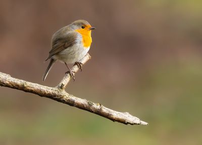 ROODBORST - Erithacus rubecula - EUROPEAN ROBIN - ROUGEGORGE FAMILIER