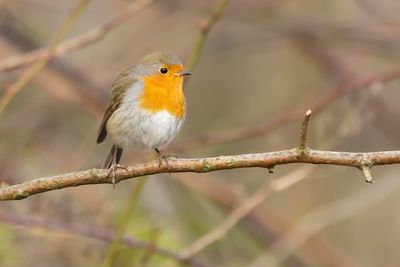 ROODBORST - Erithacus rubecula - EUROPEAN ROBIN - ROUGEGORGE FAMILIER