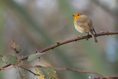 ROODBORST - Erithacus rubecula - EUROPEAN ROBIN - ROUGEGORGE FAMILIER
