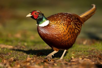 FAZANT - Phasianus colchicus - COMMON PHAESANT - FAISAN DE COLCHIDE