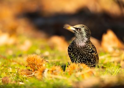 SPREEUW - Sturnus vulgaris - COMMON STARLING - ÉTOURNEAU SANSONET