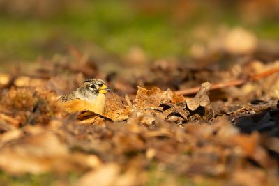 KEEP- Fringilla montifringilla - BRAMBLING - PINSON DU NORD