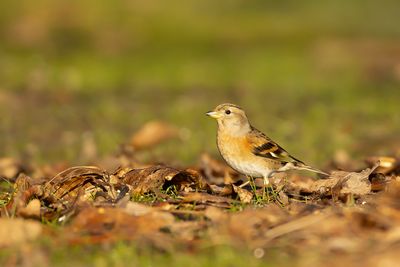 KEEP- Fringilla montifringilla - BRAMBLING - PINSON DU NORD