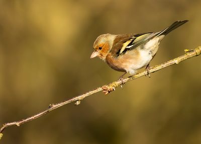 VINK - Fringilla coelebs - EURASIAN CHAFFINCH - PINSON DES ARBRES