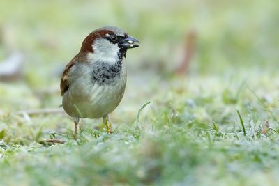 HUISMUS - Passer domesticus - HOUSE SPARROW - MOINEAU DOMESTIQUE