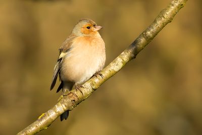 VINK - Fringilla coelebs - EURASIAN CHAFFINCH - PINSON DES ARBRES