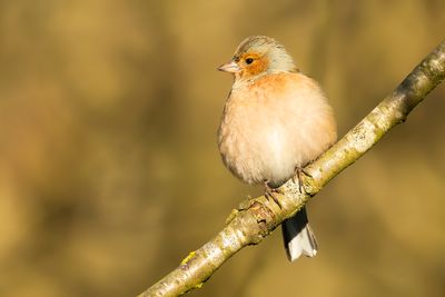 VINK - Fringilla coelebs - EURASIAN CHAFFINCH - PINSON DES ARBRES