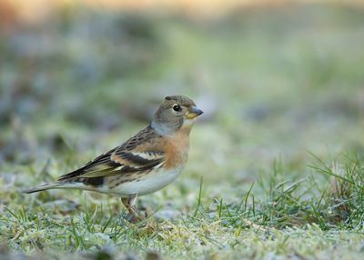 KEEP- Fringilla montifringilla - BRAMBLING - PINSON DU NORD