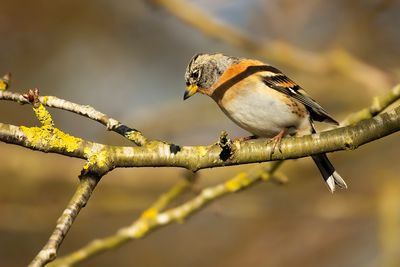 KEEP- Fringilla montifringilla - BRAMBLING - PINSON DU NORD