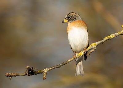 KEEP- Fringilla montifringilla - BRAMBLING - PINSON DU NORD