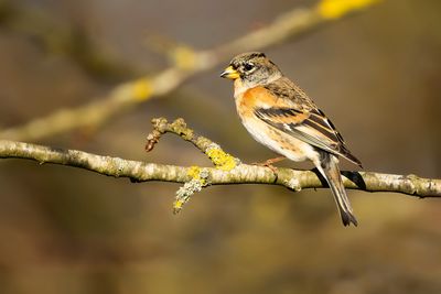KEEP- Fringilla montifringilla - BRAMBLING - PINSON DU NORD