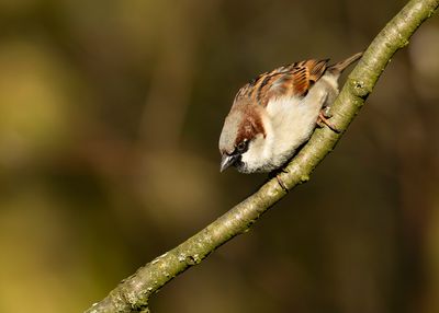 HUISMUS - Passer domesticus - HOUSE SPARROW - MOINEAU DOMESTIQUE