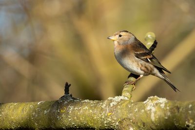 KEEP- Fringilla montifringilla - BRAMBLING - PINSON DU NORD