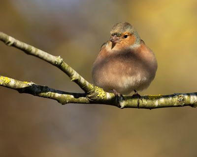 VINK - Fringilla coelebs - EURASIAN CHAFFINCH - PINSON DES ARBRES