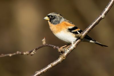 KEEP- Fringilla montifringilla - BRAMBLING - PINSON DU NORD