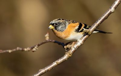 KEEP- Fringilla montifringilla - BRAMBLING - PINSON DU NORD