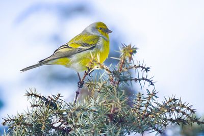 CITRILFINCH - Carduelis citrinella - CITROENKANARIE - VENTURON MONTAGNARD