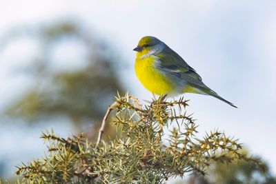 CITRILFINCH - Carduelis citrinella - CITROENKANARIE - VENTURON MONTAGNARD