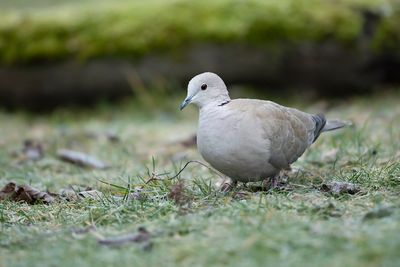 TURKSE TORTEL - Streptopelia decaocto - EURASIAN COLLARED DOVE - TOURTERELLE TURQUE