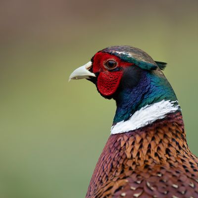 FAZANT - Phasianus colchicus - COMMON PHAESANT - FAISAN DE COLCHIDE