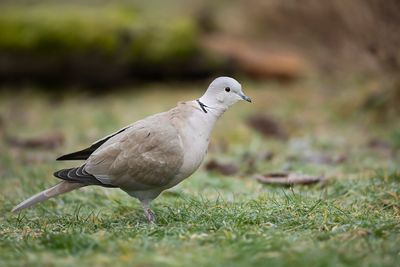 TURKSE TORTEL - Streptopelia decaocto - EURASIAN COLLARED DOVE - TOURTERELLE TURQUE