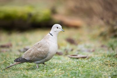 TURKSE TORTEL - Streptopelia decaocto - EURASIAN COLLARED DOVE - TOURTERELLE TURQUE