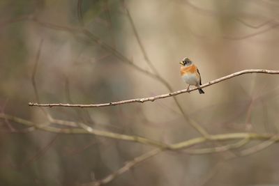 KEEP- Fringilla montifringilla - BRAMBLING - PINSON DU NORD