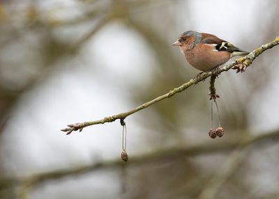VINK - Fringilla coelebs - EURASIAN CHAFFINCH - PINSON DES ARBRES