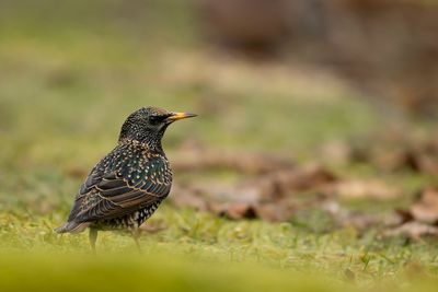 SPREEUW - Sturnus vulgaris - COMMON STARLING - ÉTOURNEAU SANSONET