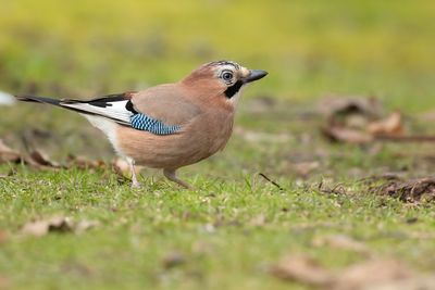 GAAI - Garrulus glandarius - EURASIAN JAY - GEAI DES CHÊNES