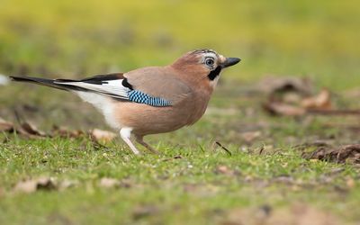 GAAI - Garrulus glandarius - EURASIAN JAY - GEAI DES CHÊNES