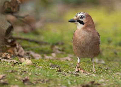 GAAI - Garrulus glandarius - EURASIAN JAY - GEAI DES CHÊNES