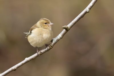 VINK - Fringilla coelebs - EURASIAN CHAFFINCH - PINSON DES ARBRES