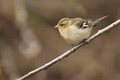 VINK - Fringilla coelebs - EURASIAN CHAFFINCH - PINSON DES ARBRES