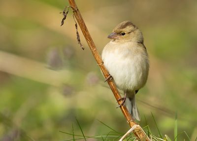 VINK - Fringilla coelebs - EURASIAN CHAFFINCH - PINSON DES ARBRES