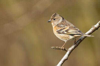 KEEP- Fringilla montifringilla - BRAMBLING - PINSON DU NORD