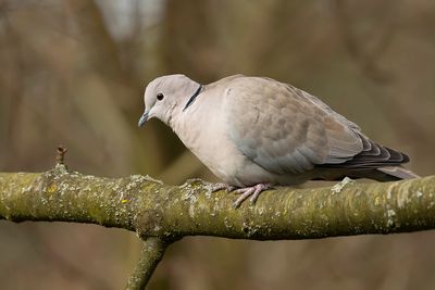 TURKSE TORTEL - Streptopelia decaocto - EURASIAN COLLARED DOVE - TOURTERELLE TURQUE