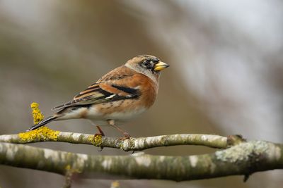 KEEP- Fringilla montifringilla - BRAMBLING - PINSON DU NORD