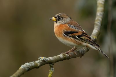 KEEP- Fringilla montifringilla - BRAMBLING - PINSON DU NORD