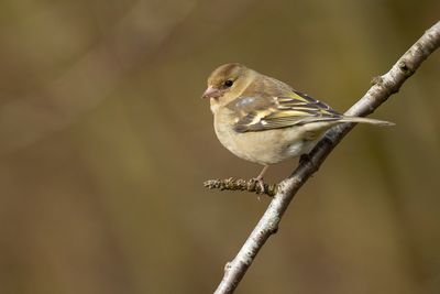 VINK - Fringilla coelebs - EURASIAN CHAFFINCH - PINSON DES ARBRES