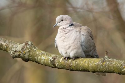 TURKSE TORTEL - Streptopelia decaocto - EURASIAN COLLARED DOVE - TOURTERELLE TURQUE