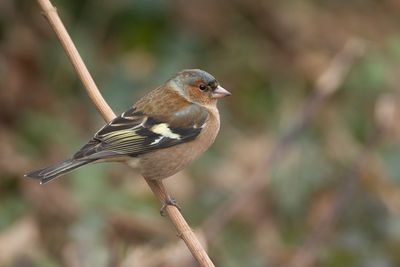 VINK - Fringilla coelebs - EURASIAN CHAFFINCH - PINSON DES ARBRES