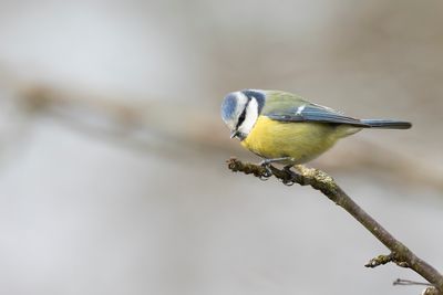 PIMPELMEES - Cyanistes caeruleus - EURASIAN BLUE TIT - MÉSANGE BLEU