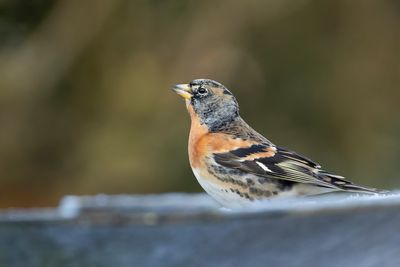KEEP- Fringilla montifringilla - BRAMBLING - PINSON DU NORD
