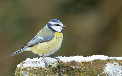 PIMPELMEES - Cyanistes caeruleus - EURASIAN BLUE TIT - MÉSANGE BLEU
