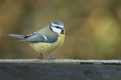 PIMPELMEES - Cyanistes caeruleus - EURASIAN BLUE TIT - MÉSANGE BLEU