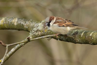 HUISMUS - Passer domesticus - HOUSE SPARROW - MOINEAU DOMESTIQUE